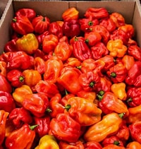 scotch bonnet